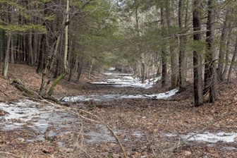 Easthampton Leaves